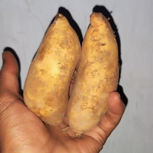 

500 gram Ubi Kuning Madu Oren [bukan cilembu]