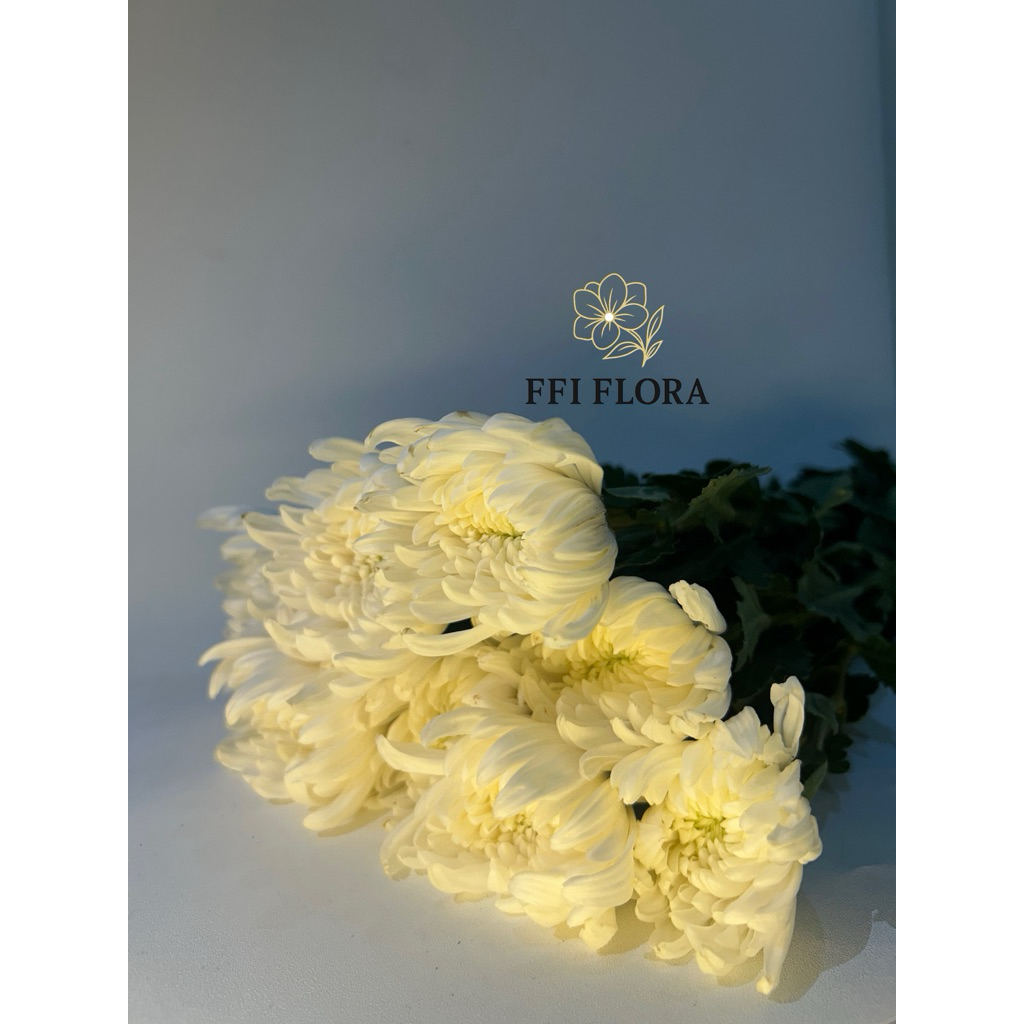 Bunga Krisan Perikat - Fresh Flowers - Bunga Potong Segar Jakarta