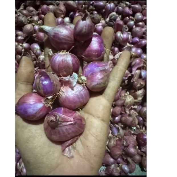 

BAWANG MERAH KERING TANGGUNG MURAH