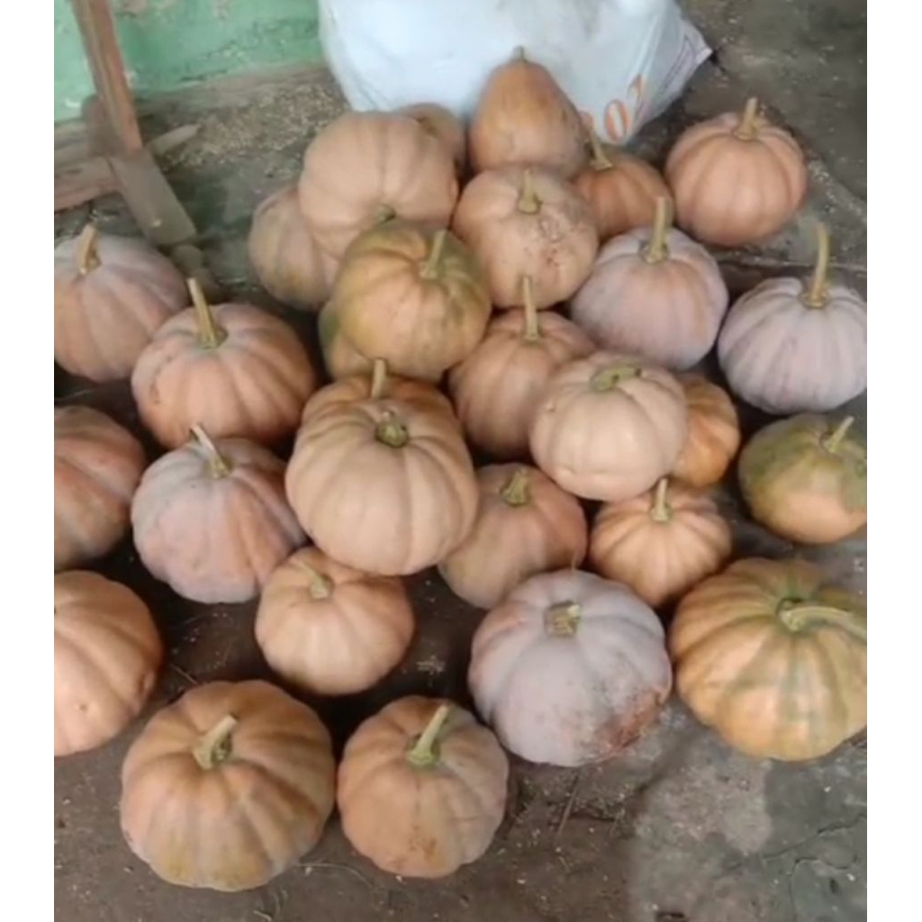 

WALUH /LABU BARU PANEN BESAR SEDANG asli BLITAR