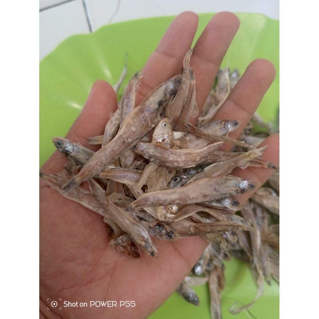 

ikan ndolo/ikan teri jenggot