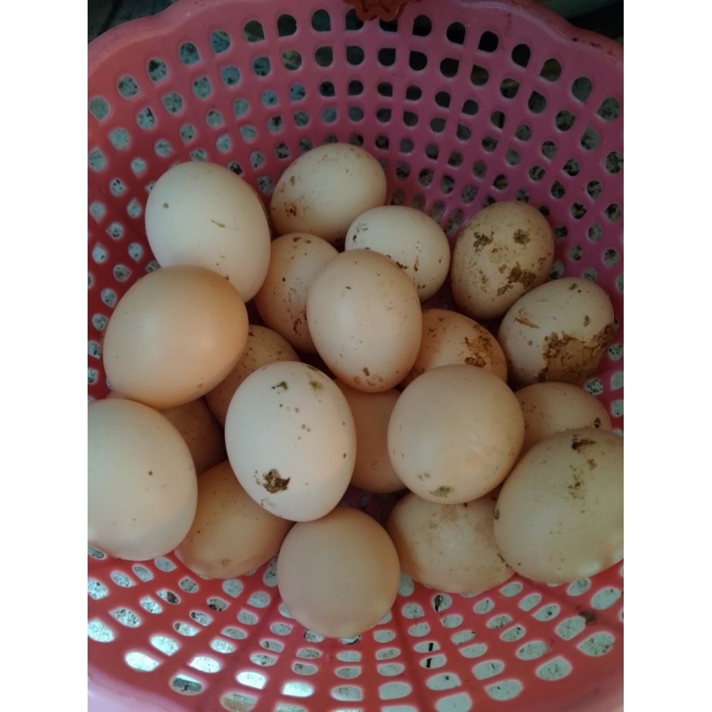 

TELUR TEMBEAN AYAM KAMPUNG VITALITAS KEBUGARAN AWET MUDA