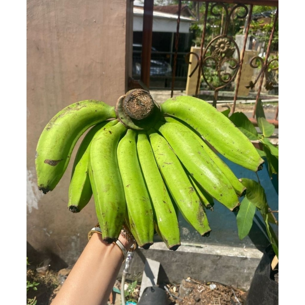 

pisang nangka 3 kg ukuan besar kualitas no1