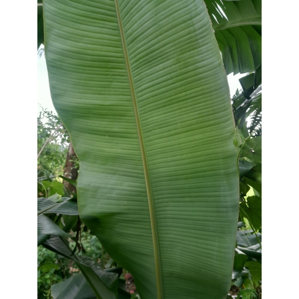 

DAUN pisang batu DAUN pisang kepok