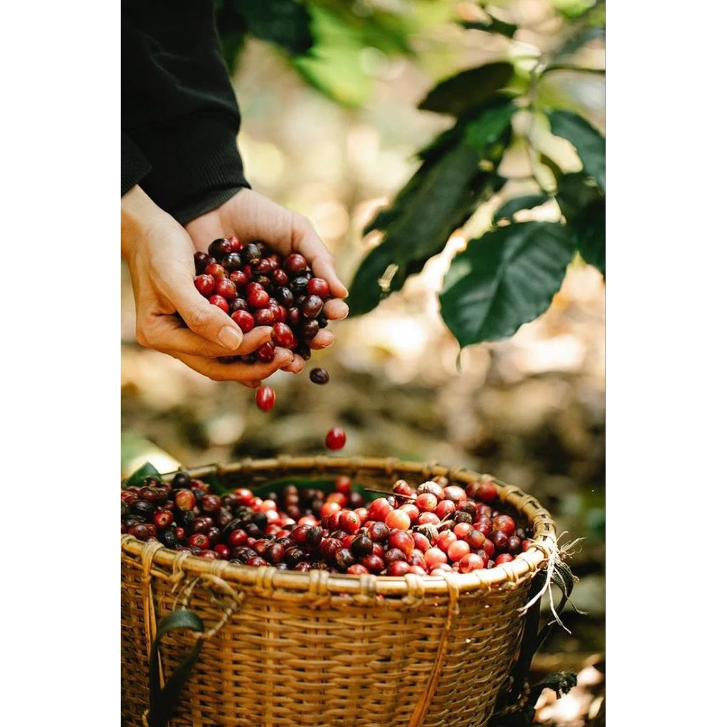 

kopi original