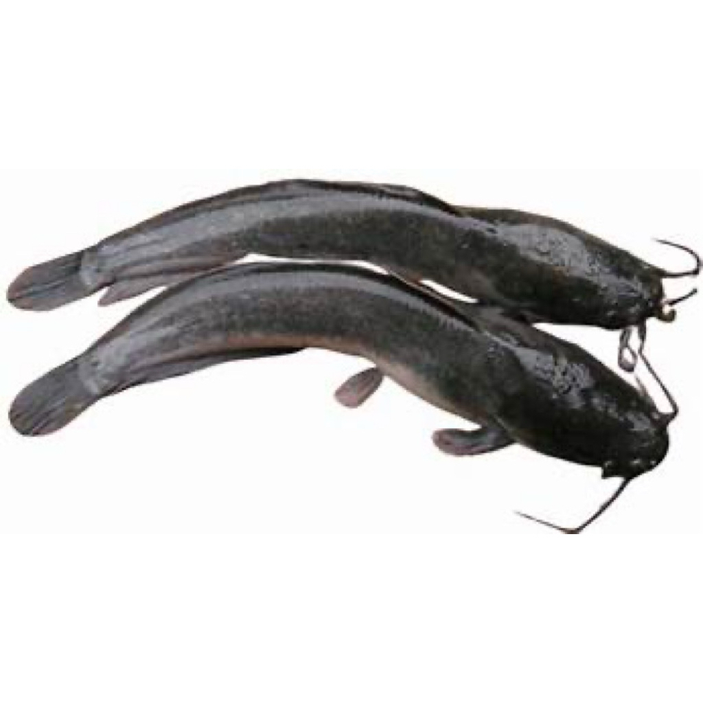 

IKAN LELE SEGAR / IKAN LELE TERMURAH DAN FRESH