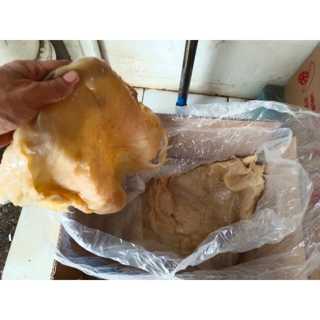 

ubur ubur mentah/jelly fish.uk 20kg