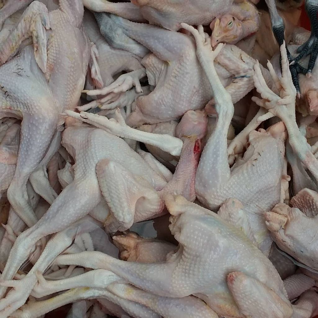 

Karkas Daging Ayam Kampung