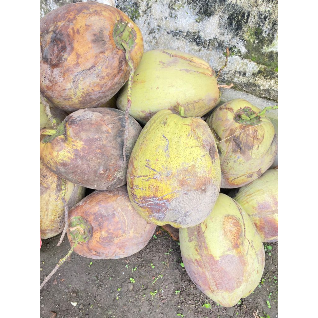 

Kelapa Tua Bahan Santan Sudah Dikupas Berat 1kg-8kg