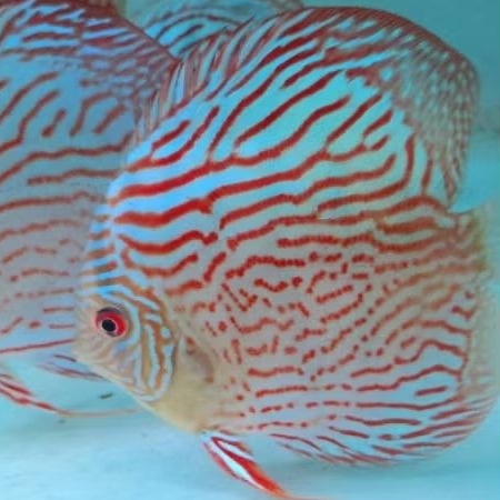 Discus aquascape / Discus Turquoise clasik kualitas terbaik