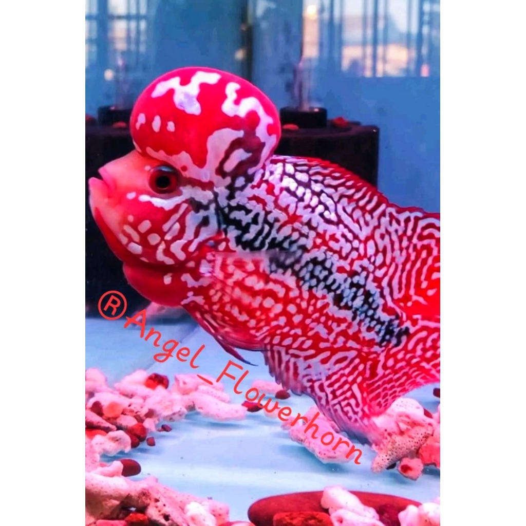 RAMEHIN AJA RED KING KAMFA F2 BUY 2 GET 1 PROMO