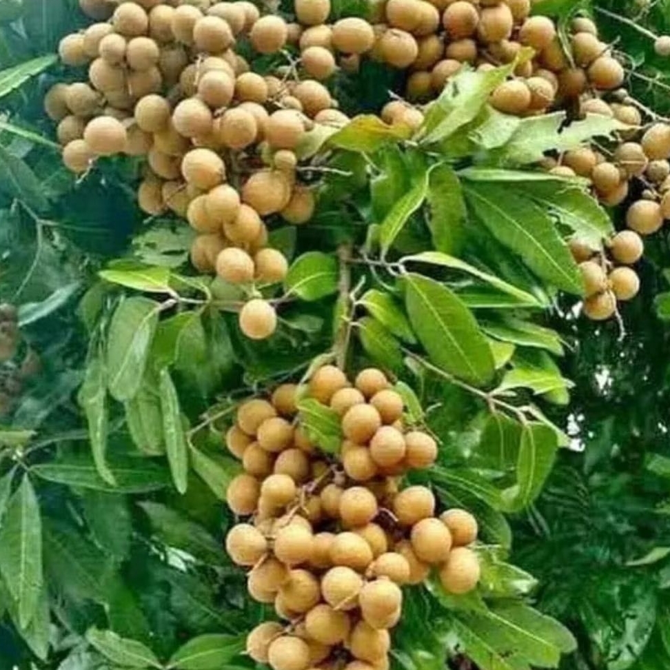Bibit Kelengkeng Itoh Super Murah ( Beli 5 Gratis 1 ) Seedling