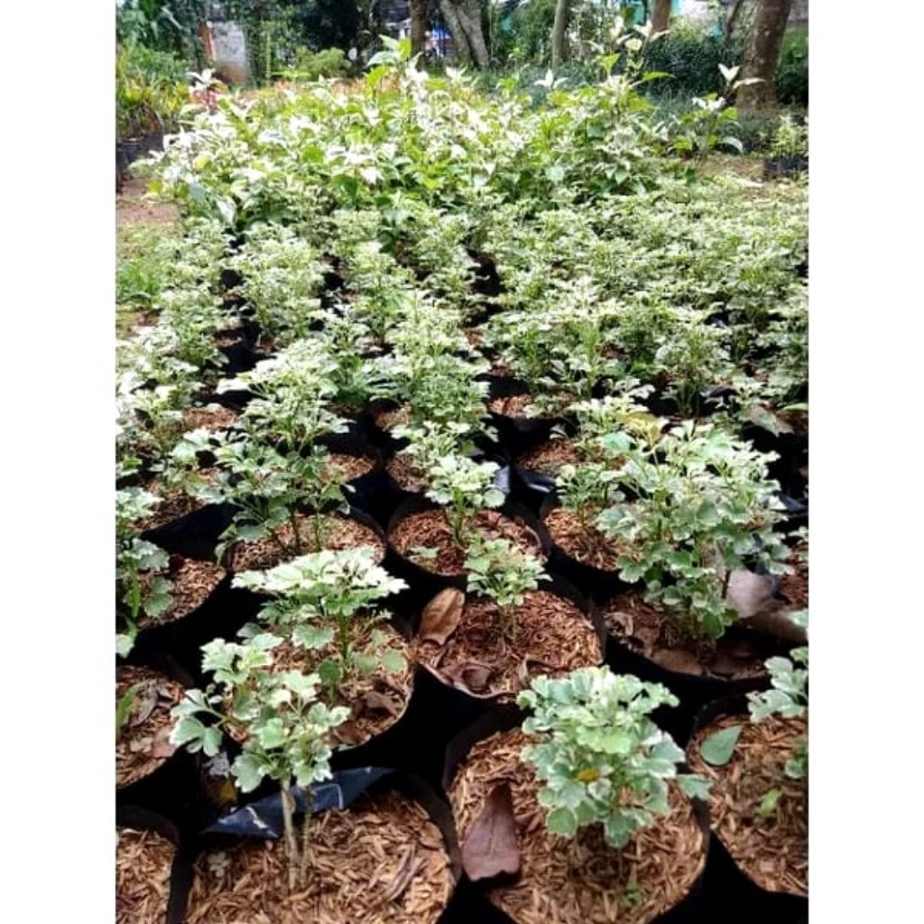 bibit andong laut variegata dondong laut bahan bonsai
