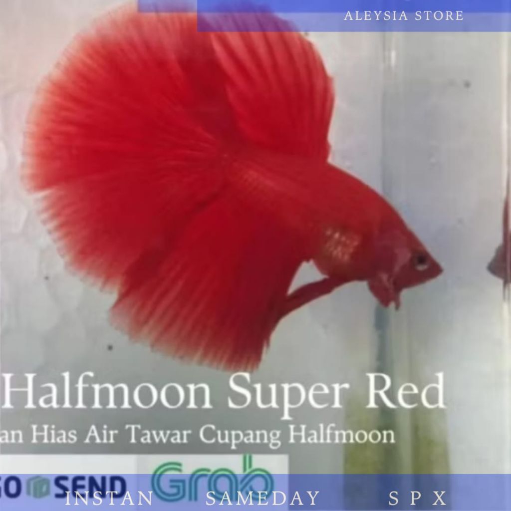 Cupang Hias Halfmoon Rosetail Supe Red Hiasan Rumah Atau Kantor