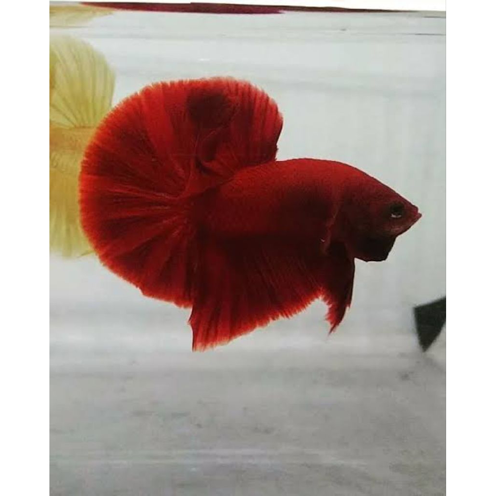 Aksesoris cupang HMPK SUPER RED