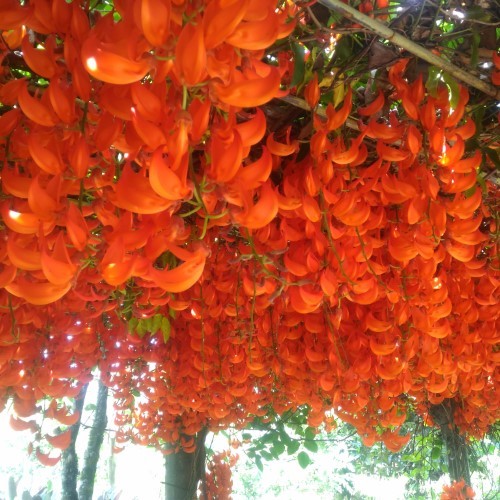 Tanaman Flame Of Irian - Flame of irian - Tanaman rambat - Flame Of Irian bunga orange