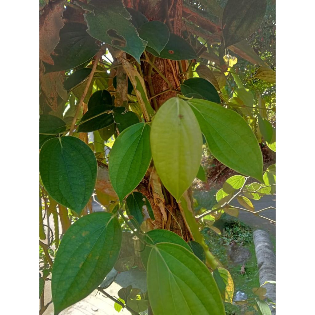 

Daun lada langsung petik
