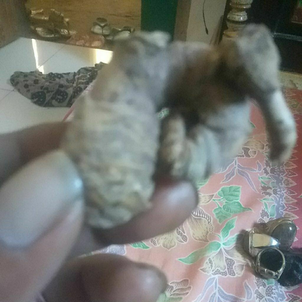 bambu combong /kurung brojo