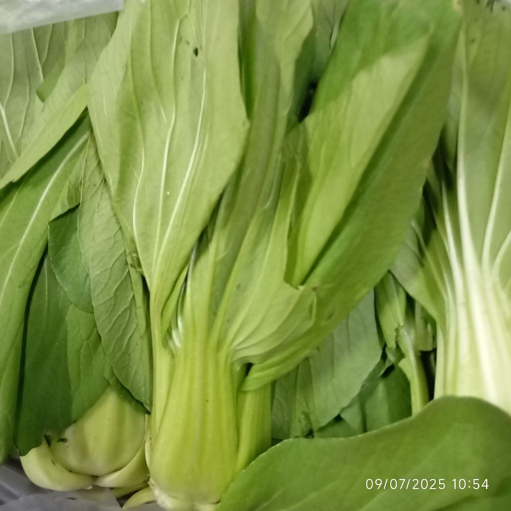 

PokCay Poksay 500 gram Segar