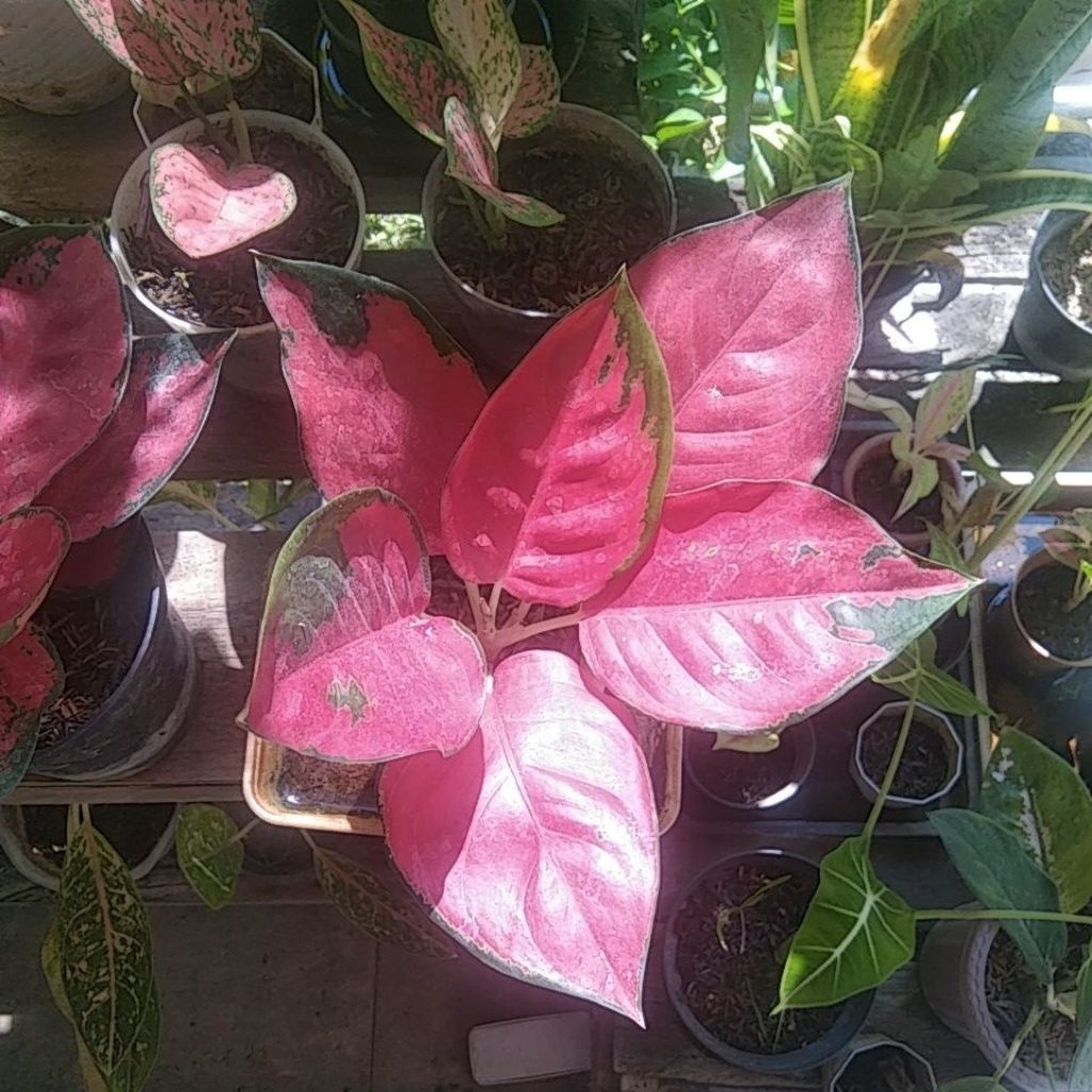 Aglaonema suksom jaipong