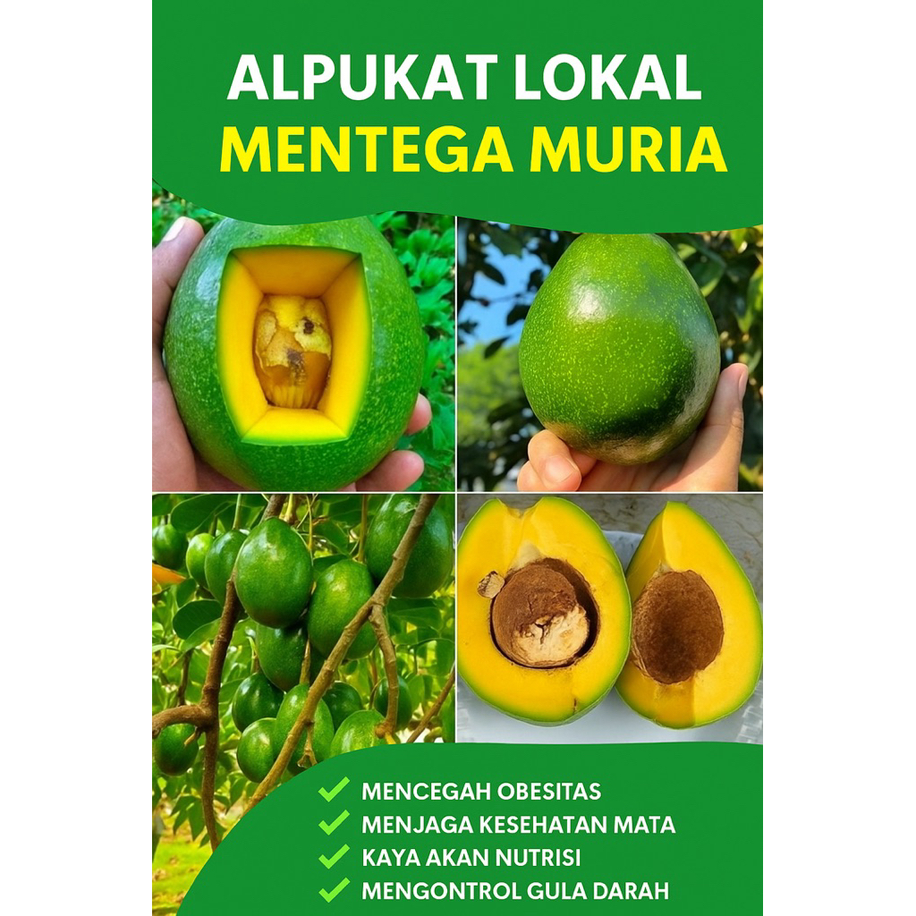 

alpukat mentega khas gunung muria berat 1kg isi 5-6 biji