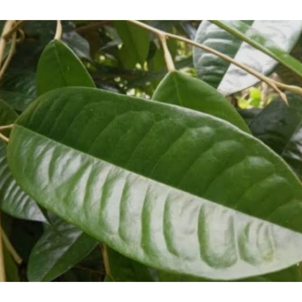 

DAUN DUREN 50 PCS,. #DAUN KADU KUALITAS PILIHAN TERNAIK BARU PETIK