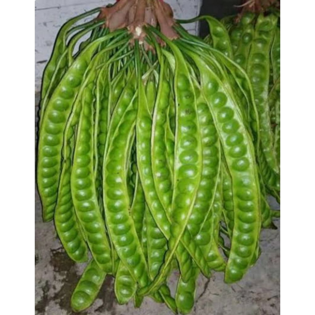 

BUAH PETE,. #BUAH PEUTEUY KUALITAS TERBAIK