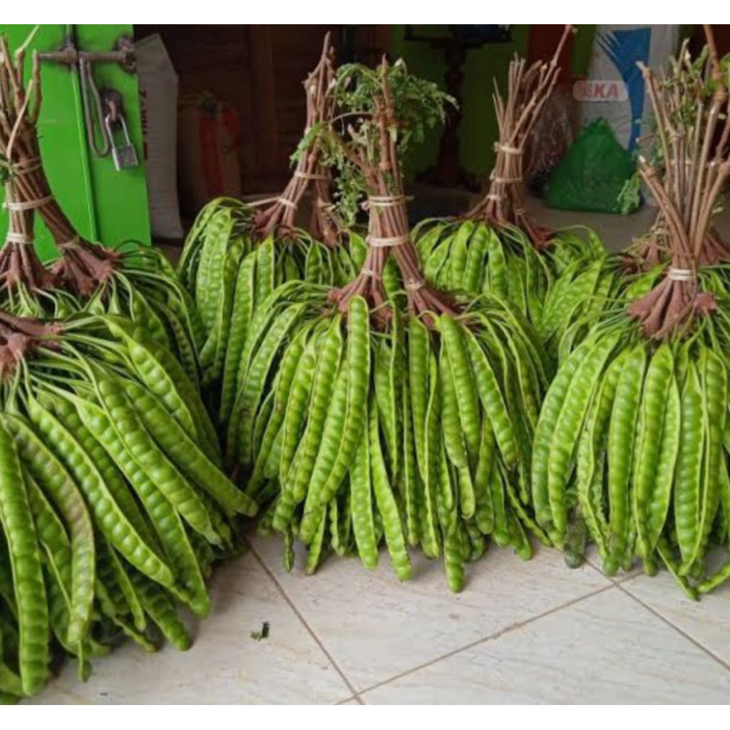 

BUAH PETE,. #BUAH PEUTEUY KUALITAS TERBAIK