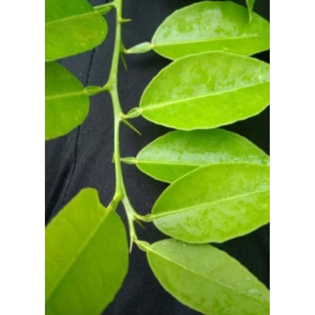 

DAUN JERUK 25 PCS,. KUALITAS TERBAIK BARU PETIK