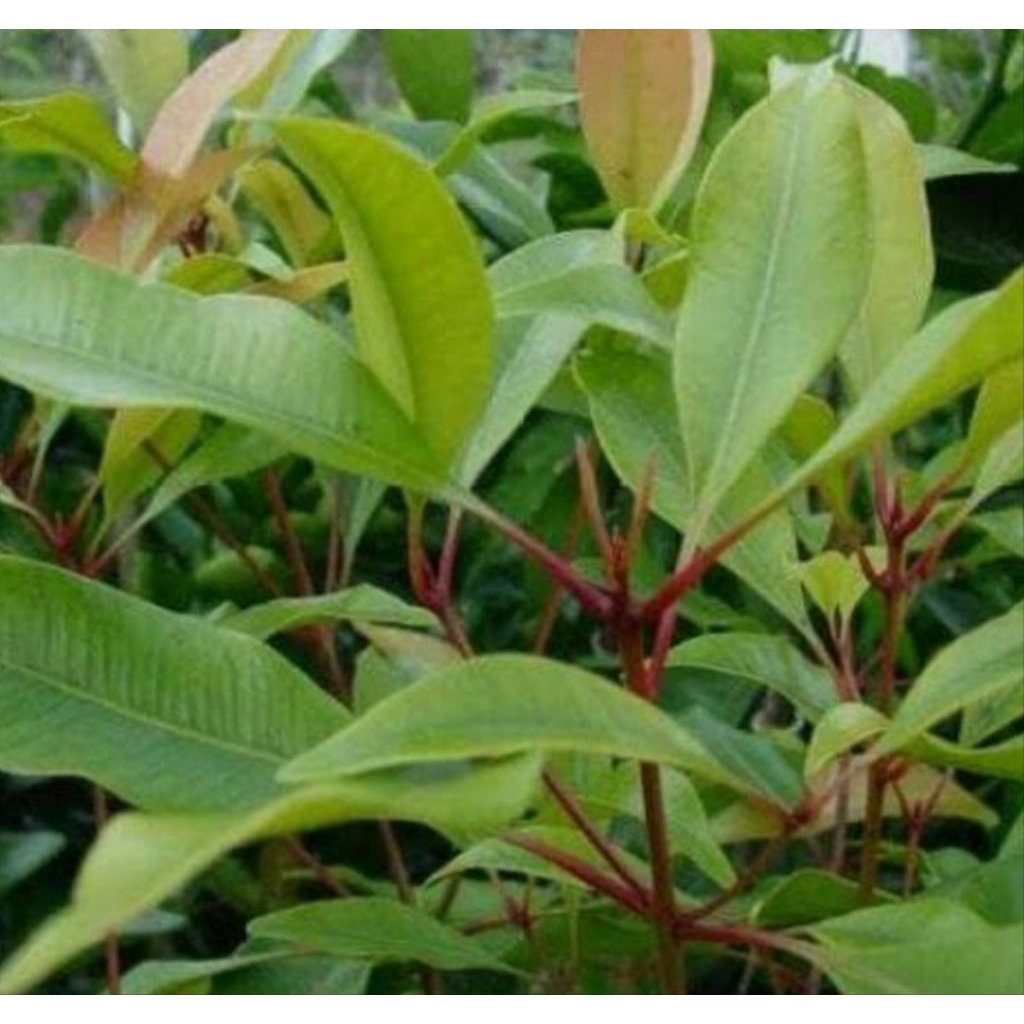 

DAUN CENGKEH 50 PCS,. KUALITAS TERBAIK BARU PETIK