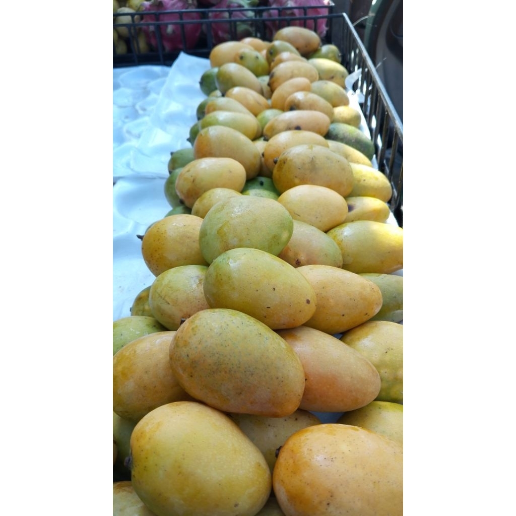 

Mangga udang