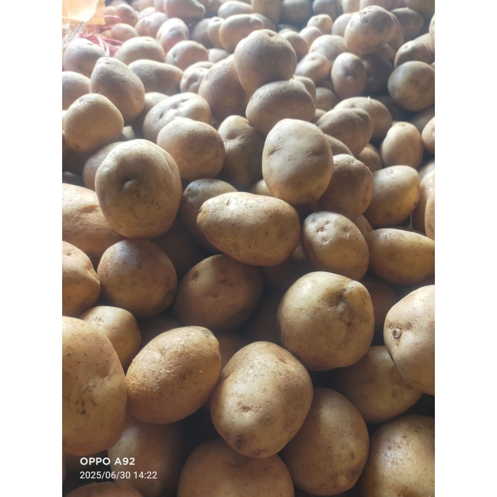 

kentang granola sedang besar A sampai C harga dimuali dari 10000 - 14000