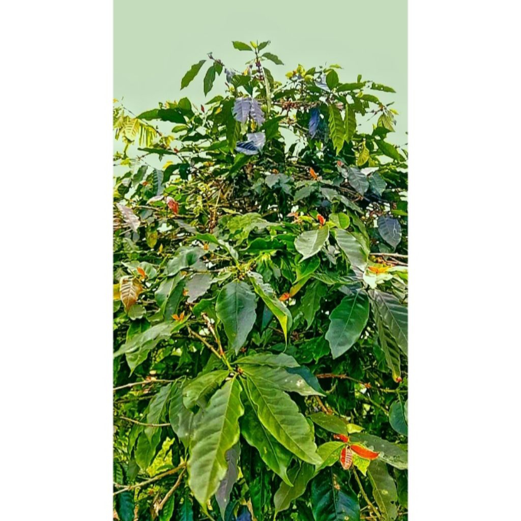 

DAUN KOPI obat herbal langsung sembuhhh 500gr