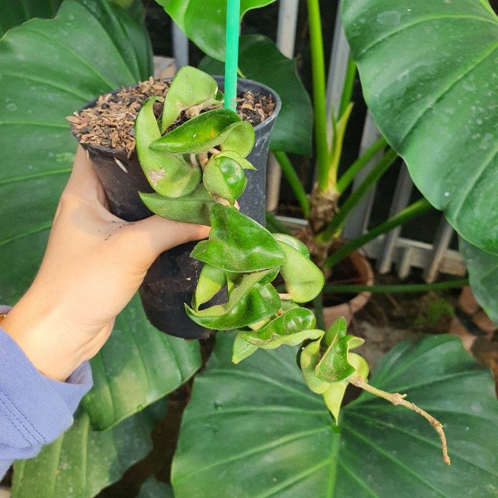 Hoya Compacta Tanaman Gantung Hoya Kompakta