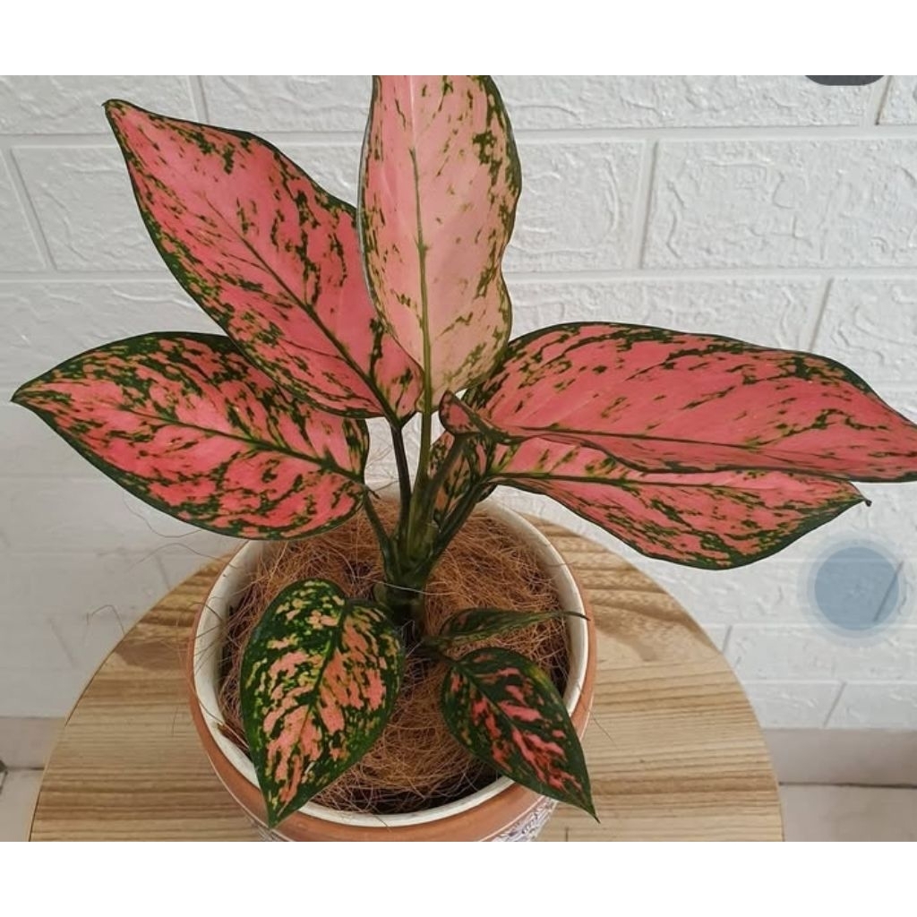 Jual Tanaman Aglonema Lady valentine ukuran remaja