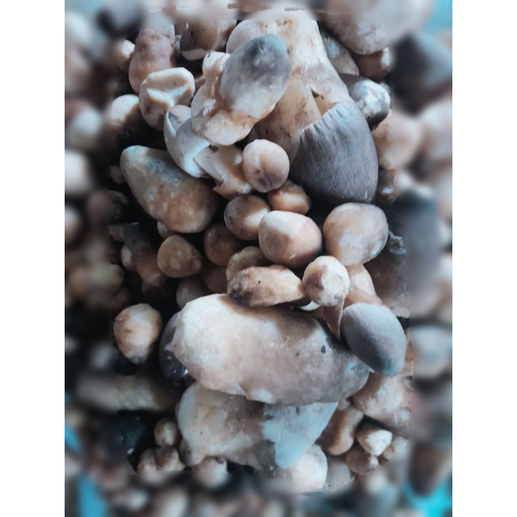 

Jamur Sawit sudah bersih 500gram