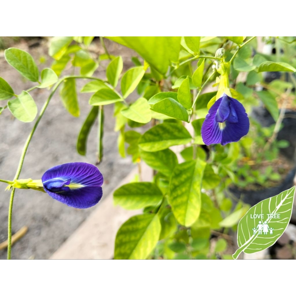 

100 biji benih bunga telang