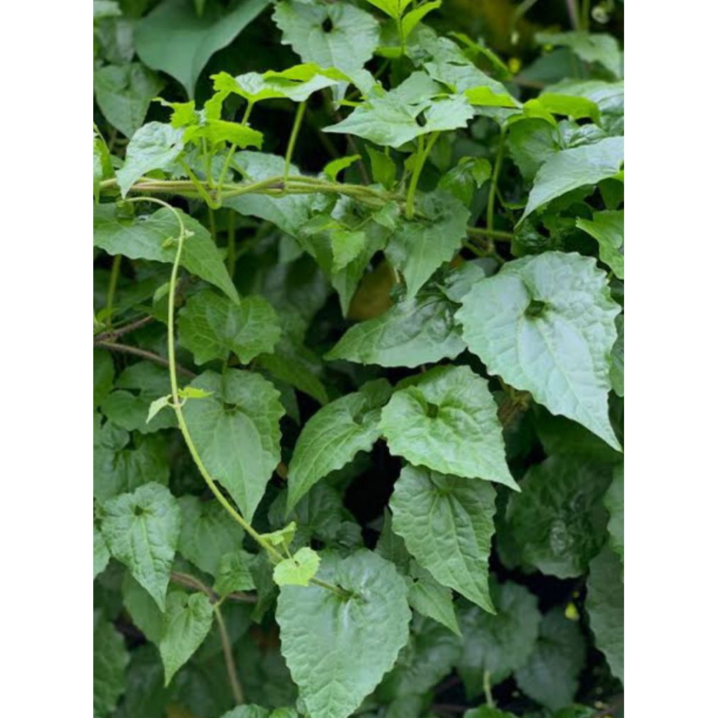 

DAUN SEMBUNG RAMBAT 1 Kg,. BARU PETIK SEHAR, Mikania micrantha kunth