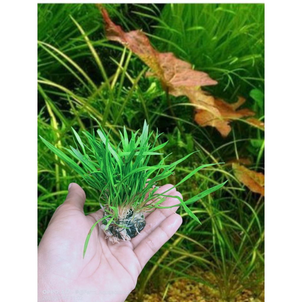 echinodorus tenelus Tanaman Aquascape-hiasan akuarium