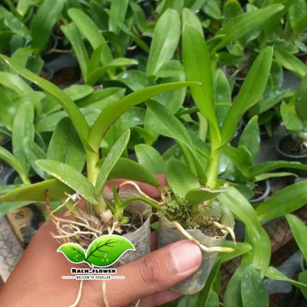 Tanaman hias Anggrek Dendrobium bunga - seedling anggrek dendrobium - Seedling