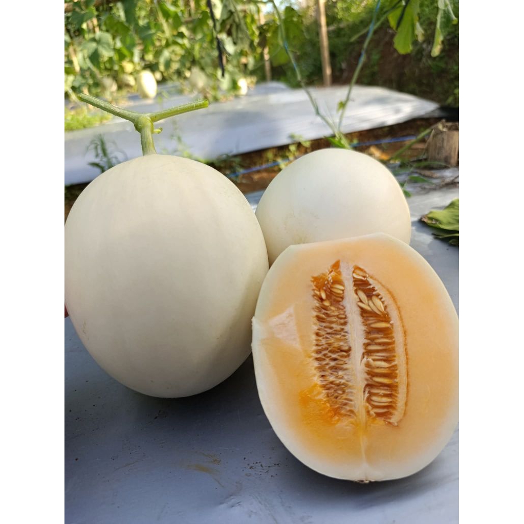 10 biji - Benih melon Kirani F1