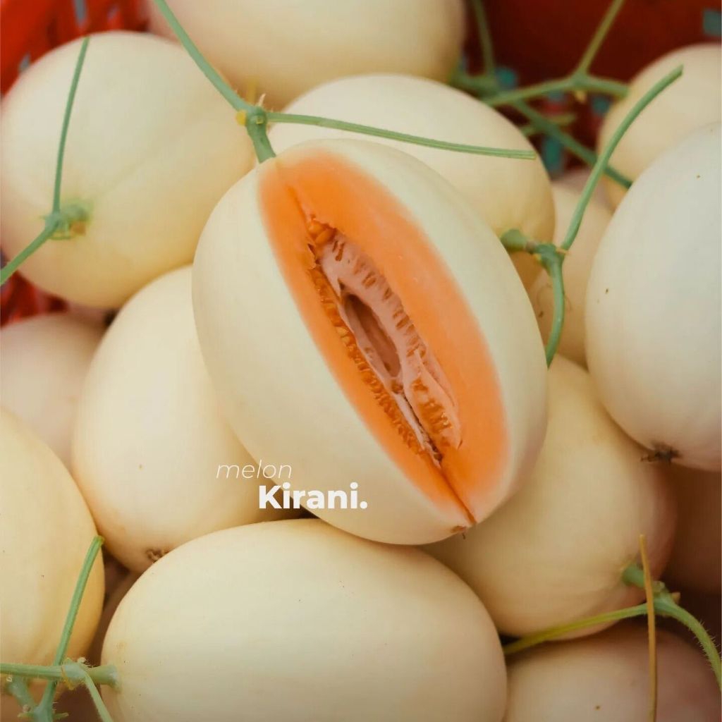 1biji - Benih melon Kirani F1