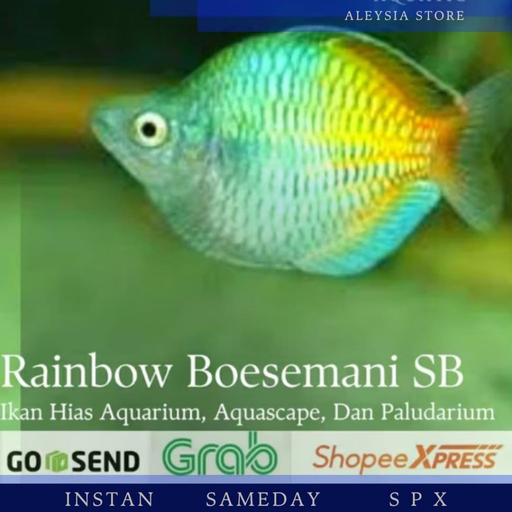 Rainbow Bosemani Short Body Balon Hiasan Aquarium Dan Aquascape