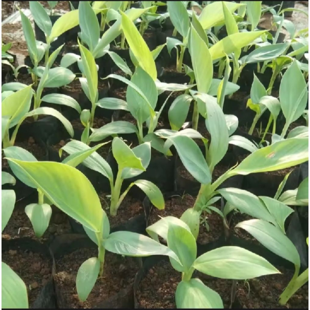 BIBIT  PISANG RAJA CERE