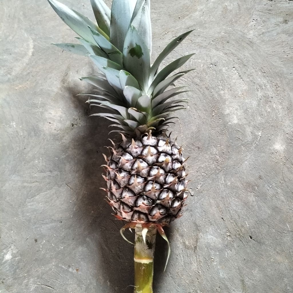 

Nanas Muda Asli Banyak Manfaat 1 buah