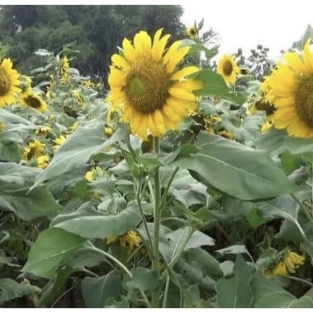 Pohon Bunga Matahari Jumbo Bibit Tanaman Pohon Bunga Matahari Besar