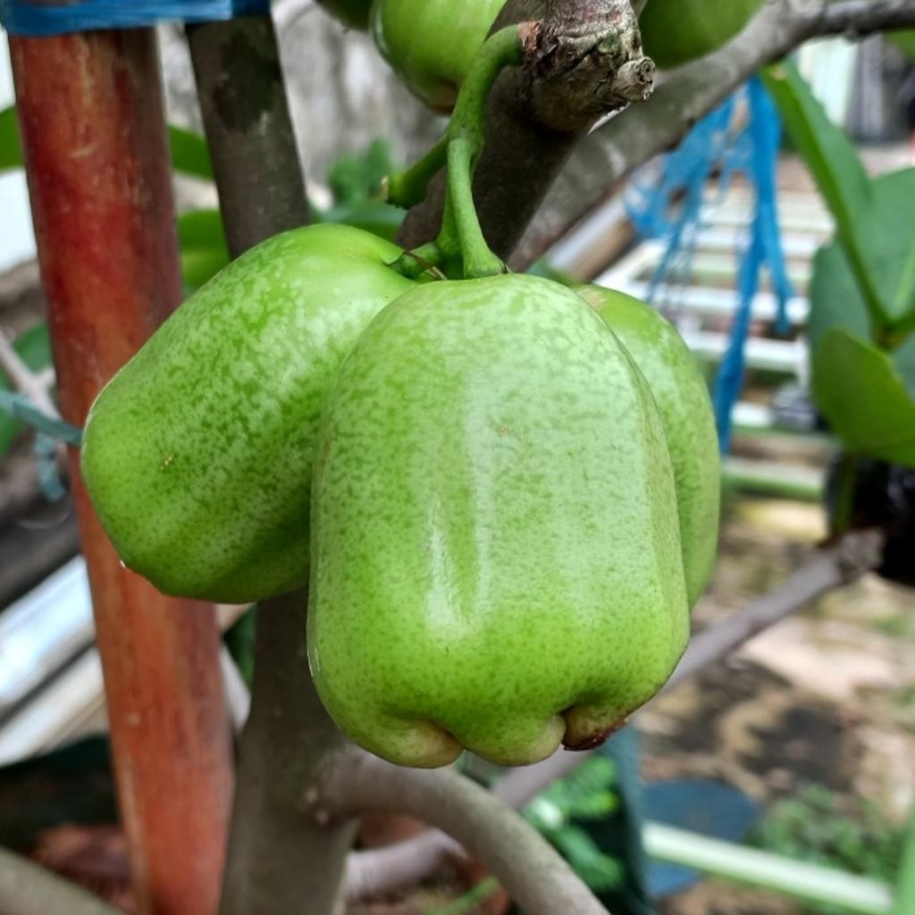 Bibit Jambu Air Khiojok Cangkok