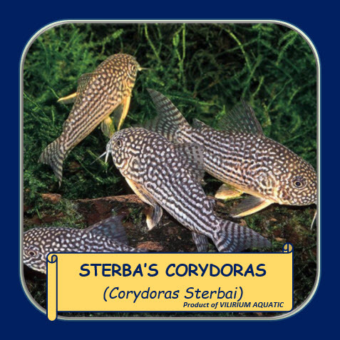 IKAN HIAS AIR TAWAR - CORYDORAS STERBAI / STERBAI CORYDORAS / CORY STERBAI / STERBAI CATFISH (IKAN A