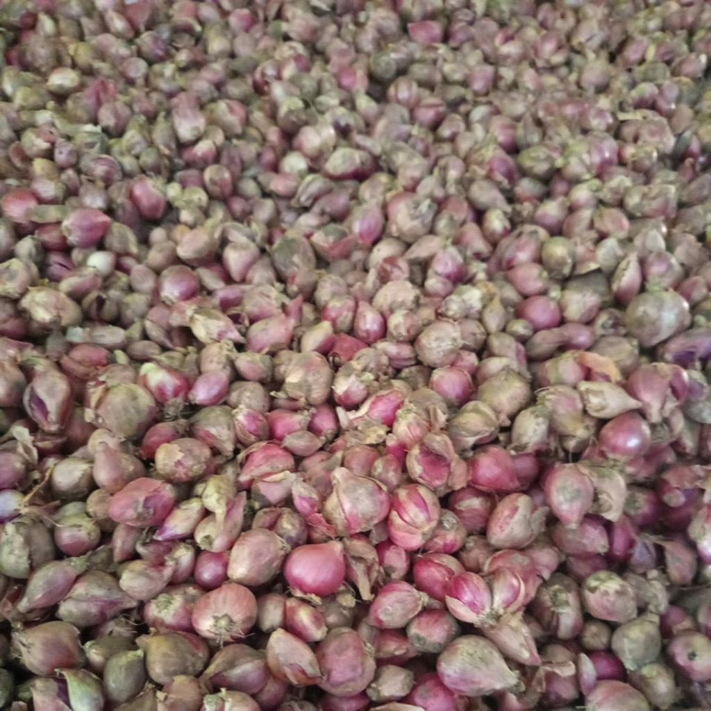 

Bawang merah, fresh