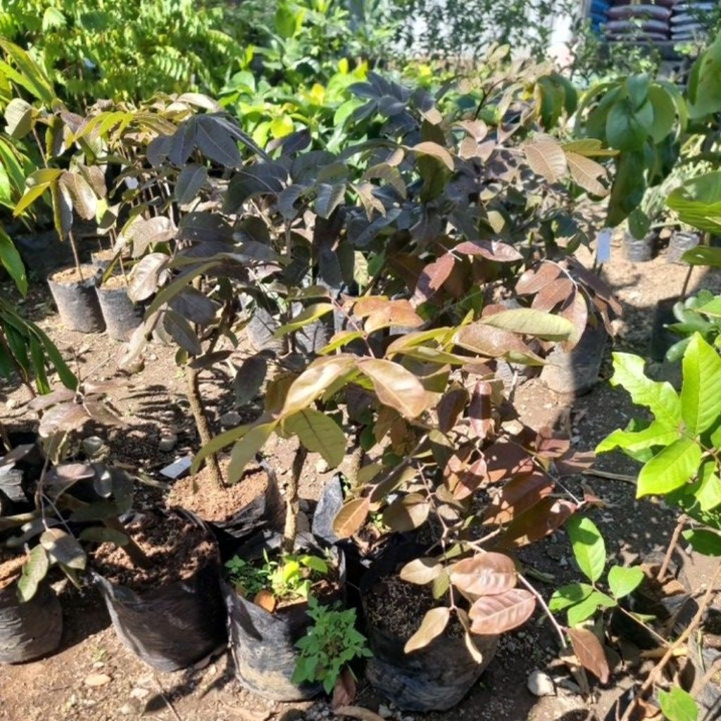 KELENGKENG MERAH cangkok| BIBIT SIAP BERBUAH